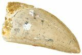 Serrated, Carcharodontosaurus Tooth - Real Dinosaur Tooth #241360-1